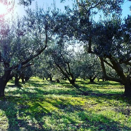 Brancos * Torroella De Montgri